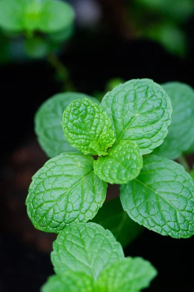 Close up image of fresh mint leaves