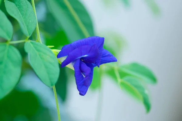 Butterfly Pea Flower Clitoria Ternatea Flower Botanic Garden — Stock Photo, Image