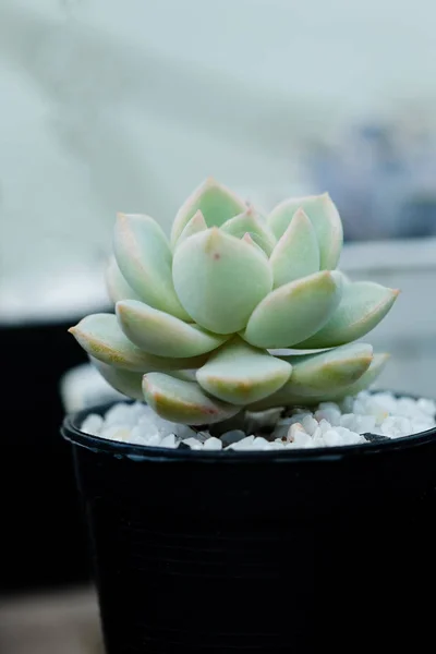 Echeveria elegans: Cây succulent này có thể trông như một tác phẩm nghệ thuật. Với các lá nhiều choắt, họa tiết phức tạp, kiểu dáng này thực sự là một điểm nhấn cho bất kỳ địa điểm trang trí nào. Hãy xem ảnh của nó để cảm nhận sức thu hút đầy mê hoặc của cây succulent này.