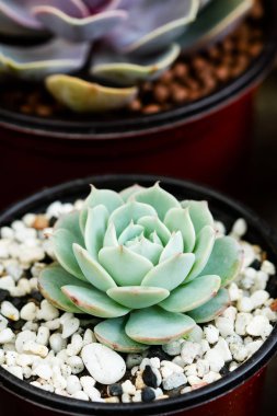 Echeveria elegans kaktüs resmi yakın çekim