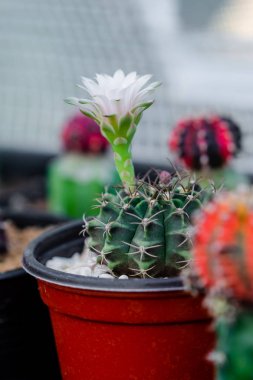 Gymnocalycium mihanovichii kaktüs çiçek yakın