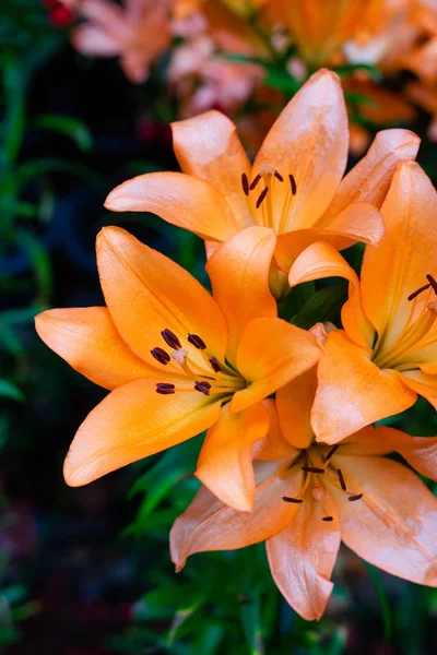 Lilien Blühen Garten Frühlingsblumen — Stockfoto