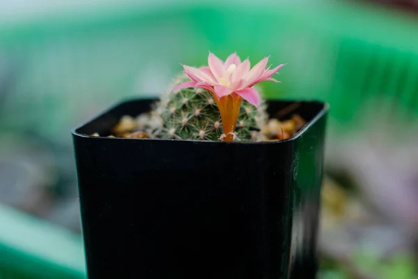 Nahaufnahme Blume Des Mammillaria Kaktus Garten — Stockfoto