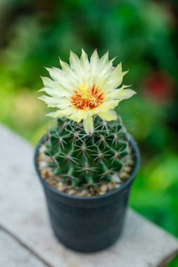 Tencerede Hamatocactus kaktüs sarı çiçek yakın.
