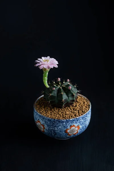 Nahaufnahme rosa Blüte des Gymnocalycium mihanovichii Kaktus. — Stockfoto