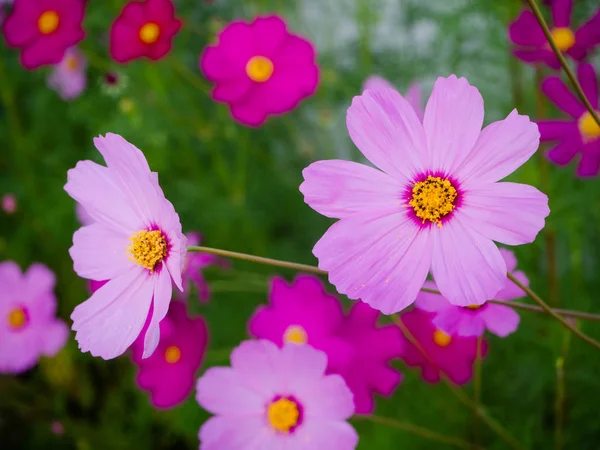 Primer plano Hermosas flores de cosmos en flor —  Fotos de Stock