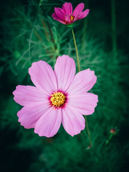 Nahaufnahme schöner Kosmos-Blumen in voller Blüte — Stockfoto