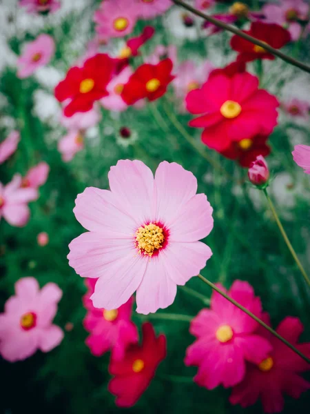 Primer plano Hermosas flores de cosmos en flor —  Fotos de Stock