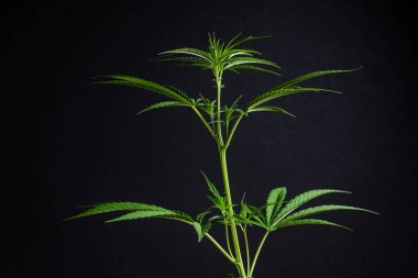 Marihuana yaprağı, esrar karanlık bir arka plan üzerinde