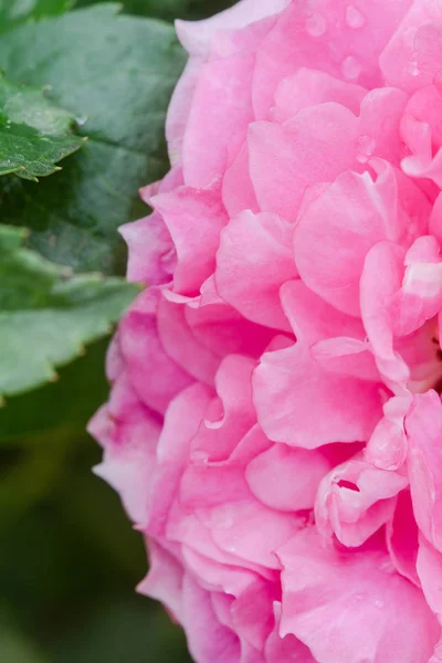 Закрыть вид на красивую розовую розу — стоковое фото