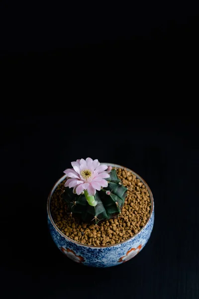 Tutup bunga merah muda dari Gymnocalycium mihanovichii cactus . — Stok Foto