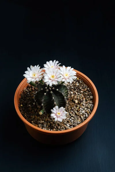 Nahaufnahme rosa Blüte des Gymnocalycium mihanovichii Kaktus. — Stockfoto