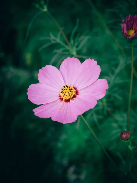 Nahaufnahme schöner Kosmos-Blumen in voller Blüte — Stockfoto