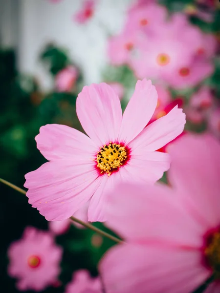 Nahaufnahme schöner Kosmos-Blumen in voller Blüte — Stockfoto