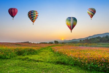 Gün batımında kozmos çiçek alanları üzerinde uçan sıcak hava balonu bir
