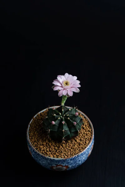 Close up pink flower of Gymnocalycium mihanovichii cactus. — Stock Photo, Image