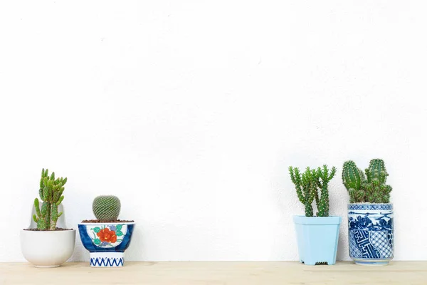 Koleksi berbagai tanaman kaktus dalam pot yang berbeda . — Stok Foto