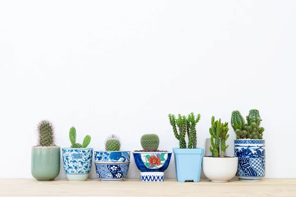 Collection of various cactus plants in different pots. — Stock Photo, Image