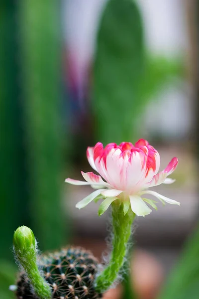 Cactu Lobivia kaktüs çiçek güzel beyaz ve kırmızı renk — Stok fotoğraf