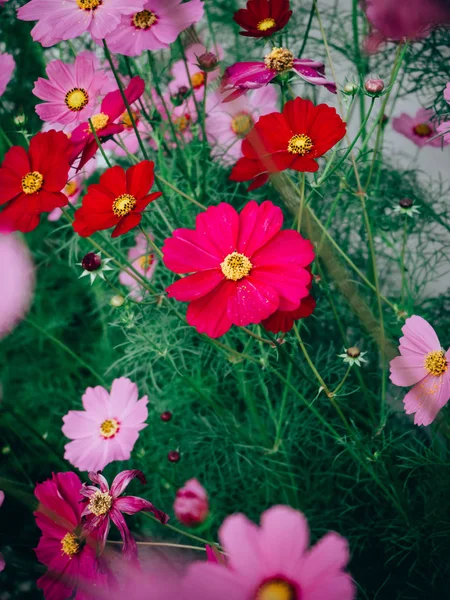 Primer plano Hermosas flores de cosmos en flor —  Fotos de Stock