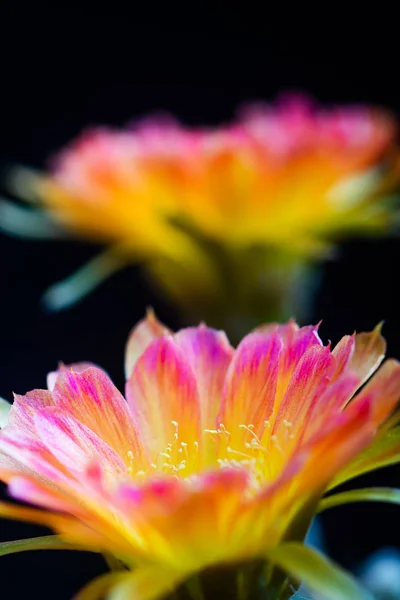 Primer plano hermosa flor Lobivia cactus flor en backgr negro —  Fotos de Stock