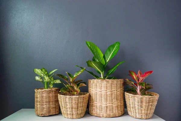 Aglaonema oder chinesisches Erdgrün in Weidenkörben — Stockfoto