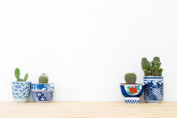 Collection of various cactus plants in different pots. — Stock Photo, Image