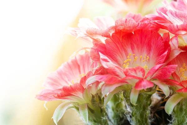 特写 美丽的红色洛比维亚仙人掌花在自然背景 — 图库照片