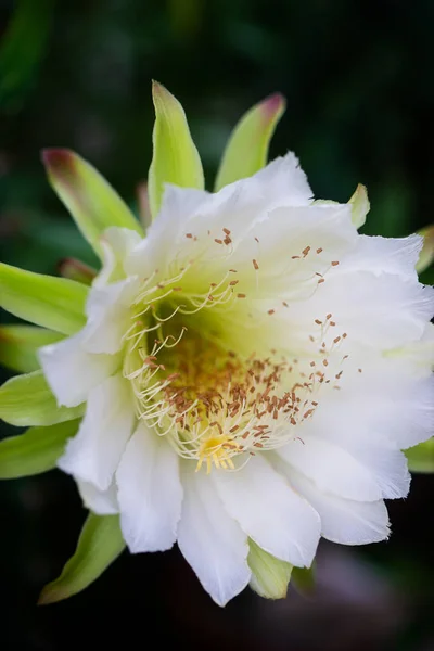 Primer plano hermosa flor blanca de Cereus peruvianus en el jardín —  Fotos de Stock