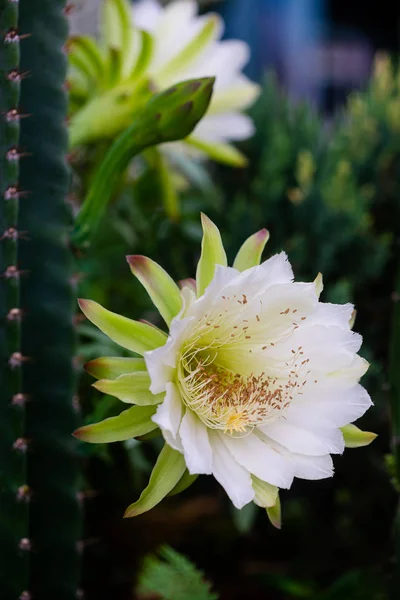 Primer plano hermosa flor blanca de Cereus peruvianus en el jardín — Foto de Stock