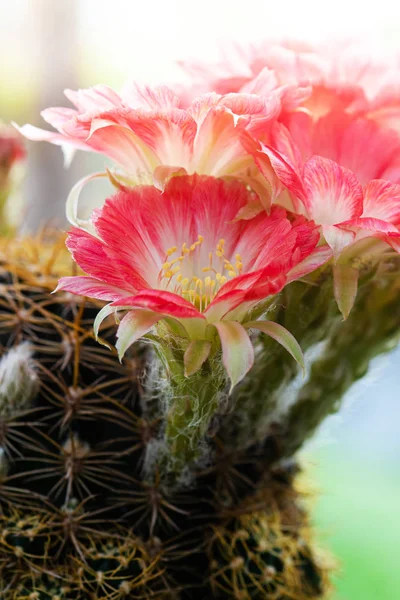 Close-up mooie rode Lobivia cactus bloem op natuur achtergrond — Stockfoto