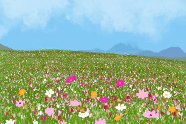 Mavi gökyüzü ile alanda güzel cosmos çiçek.