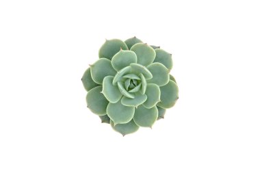 Beyaz arka plan üzerinde izole küçük kaktüs Üstten Görünüm