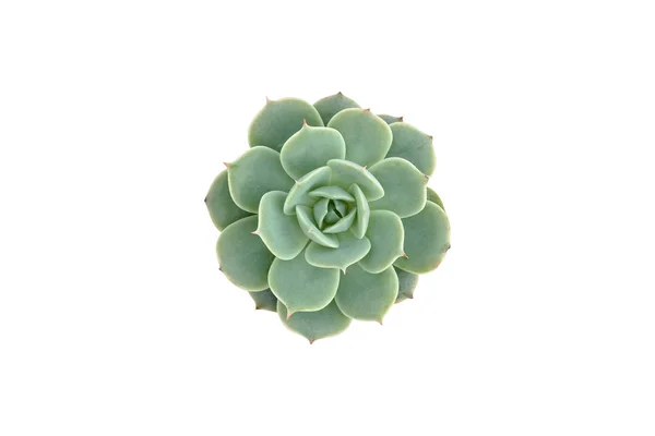 Beyaz arka plan üzerinde izole küçük kaktüs Üstten Görünüm