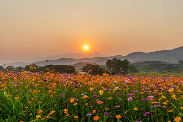 A kozmosz virág mező a naplemente gyönyörű táj kép. — Stock Fotó