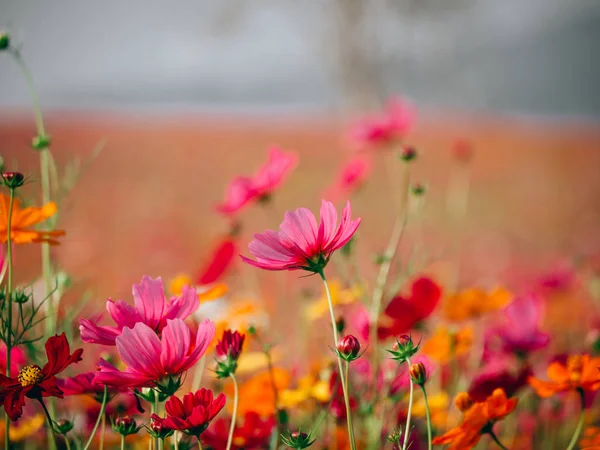 Hermosa flor del cosmos floreciendo en el campo —  Fotos de Stock