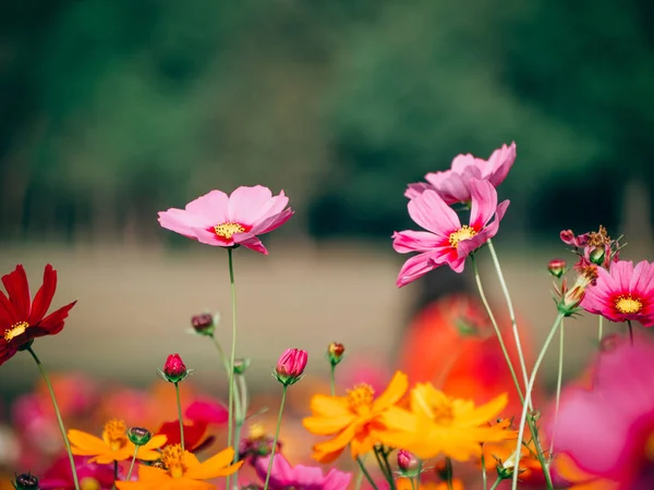 Schöne Kosmos Blume blüht auf dem Feld — Stockfoto