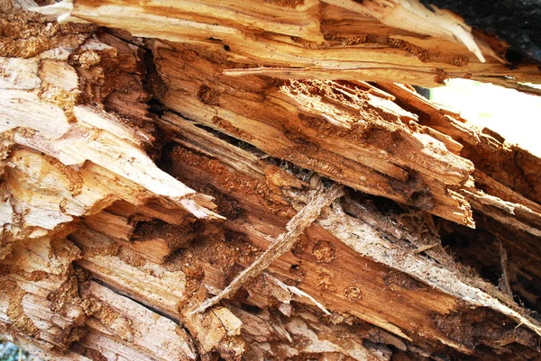 Texture of broken wood closeup