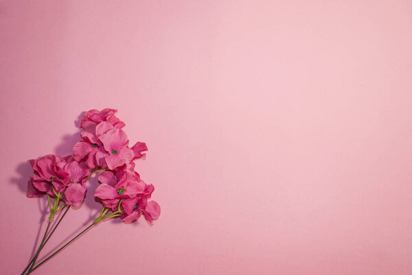 Festive background. Pink flowers on a pink background. Monochrome. Top view