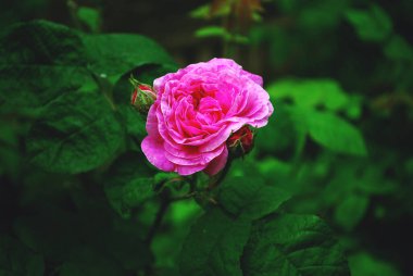 Yakın plan çekimde pembe bir gül