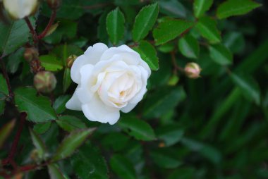 Beyaz yaban gülü çalıların üzerinde