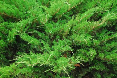 Yeşil kozalaklı bitki dokusu. Yakın plan.