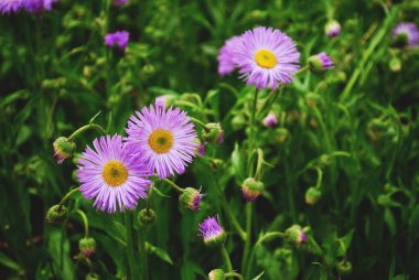Yeşil çimlerde küçük leylak çiçekleri