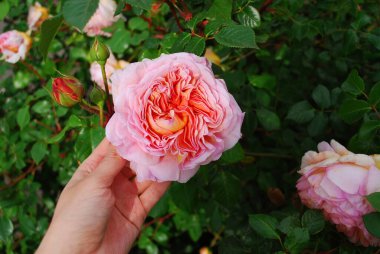 Elinde pembe bir gülün yakın çekimi