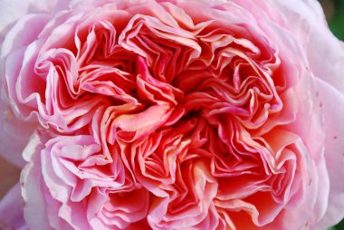 Yapraklı gül tomurcuğu dokusu. Makro.