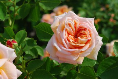 Büyük şakayık gülleri olan Bush. Yakın plan.