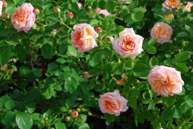 Büyük şakayık gülleri olan Bush. Yakın plan.