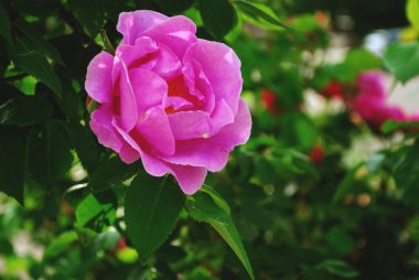 Koyu yeşil yapraklı bir çalıda pembe gül goncası. Kartpostal şablonu.