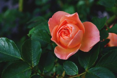 Koyu yeşil yapraklı mercan gülü tomurcuğu..