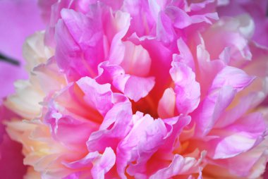 Pembe şakayık yapraklarının dokusu. Makro fotoğraf. Kartpostal Şablonu